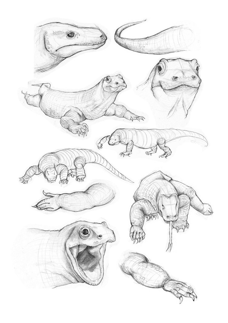 752x1063 Komodo Dragon Sketches By Ki55ie - Komodo Dragon Sketch