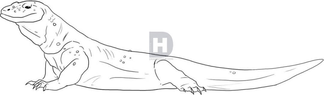 1080x317 Learn How To Draw A Komodo Dragon, Step By Step, Drawing Guide, By - Komodo Dragon Sketch