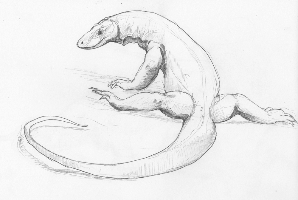 1000x671 One Komodo Dragon, Two Sketches Desksketch - Komodo Dragon Sketch