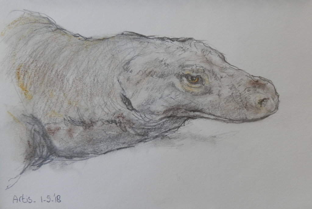 1024x687 Zoo Sketch Komodo Dragon Pencilpastel, 14 X 18 Cm. - Komodo Dragon Sketch