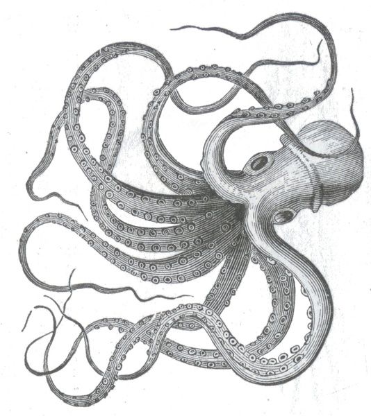 534x600 Realistic Kraken Drawing Drawings , Octopus Drawings Tumblr - Kraken Sketch