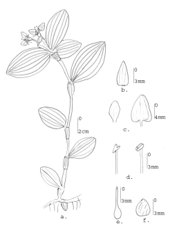 256x330 Commelina Benghalensis L. (A) Habit Sketch, (B) Sepal, (C) Petal - L Sketch