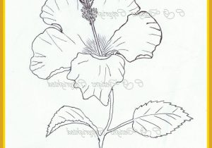 300x210 Hibiscus Flower Drawing Hibiscus Flower Drawing Draw Hibiscus - Label Sketch