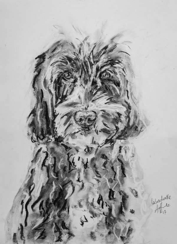600x828 Labradoodle Aly Harte - Labradoodle Sketch