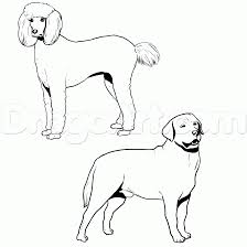 224x224 Labradoodle Drawing Outline - Labradoodle Sketch