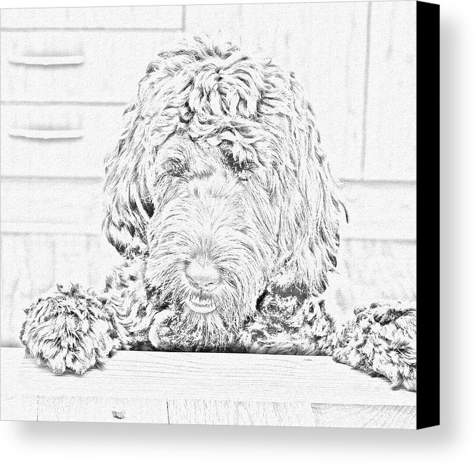 678x664 Labradoodle Sketch Canvas Print Canvas Art By Karen Sanderson - Labradoodle Sketch