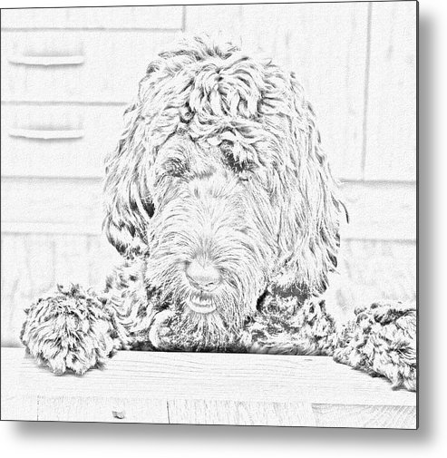 493x505 Labradoodle Sketch Metal Print By Karen Sanderson - Labradoodle Sketch