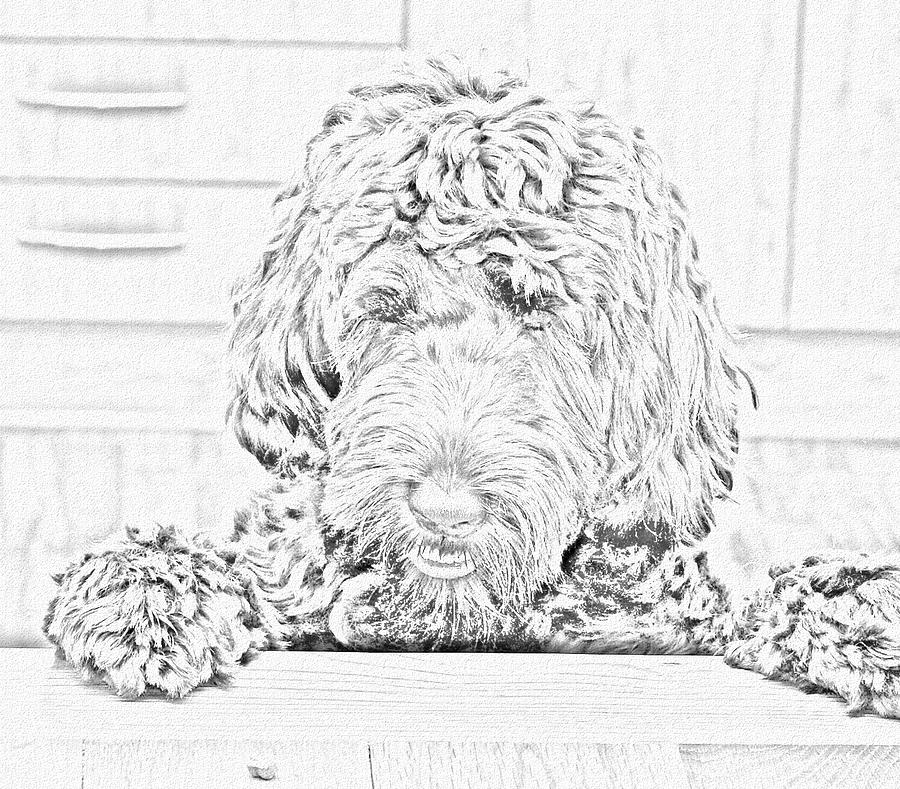 900x789 Labradoodle Sketch Photograph By Karen Sanderson - Labradoodle Sketch