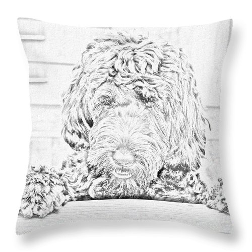 500x500 Labradoodle Sketch Throw Pillow For Sale By Karen Sanderson - Labradoodle Sketch