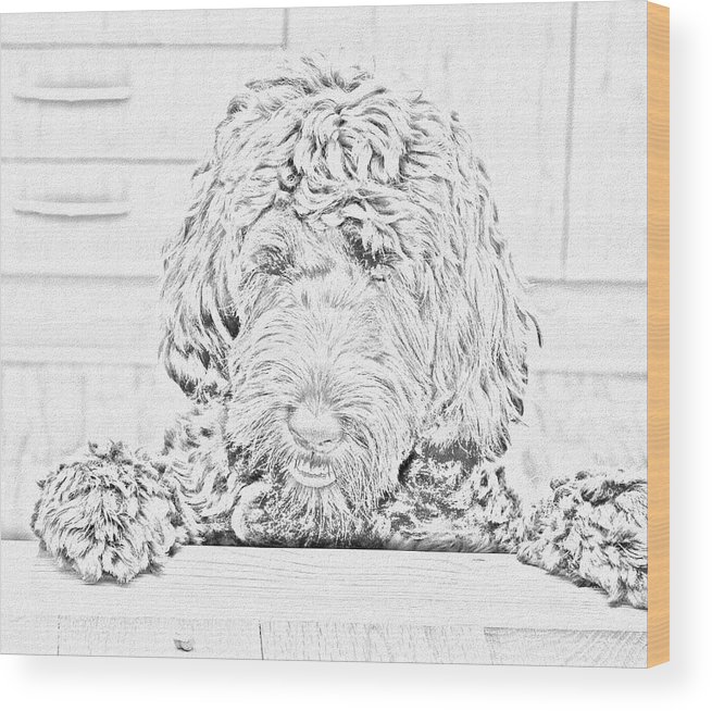 655x654 Labradoodle Sketch Wood Print By Karen Sanderson - Labradoodle Sketch