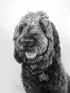 236x314 56 Best Lapradoodle Images In 2018 Animal Drawings - Labradoodle Sketch