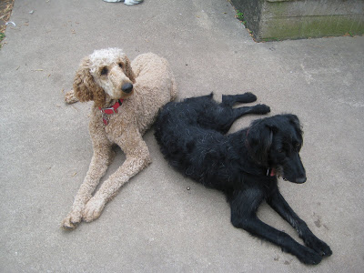 400x300 Our Labradoodle Sketch Pad - Labradoodle Sketch