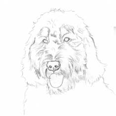 235x235 Progress Of Labradoodle Pencil Drawing Custom Graphite Pet - Labradoodle Sketch