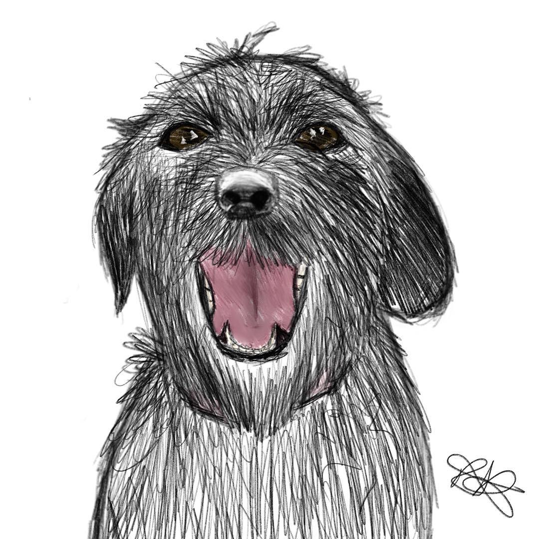 1080x1080 Robynscandraw - Labradoodle Sketch