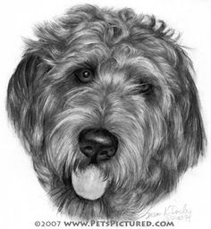 236x256 95 Best Labradoodle Art Images Pets, Dog And Dogs - Labradoodle Sketch
