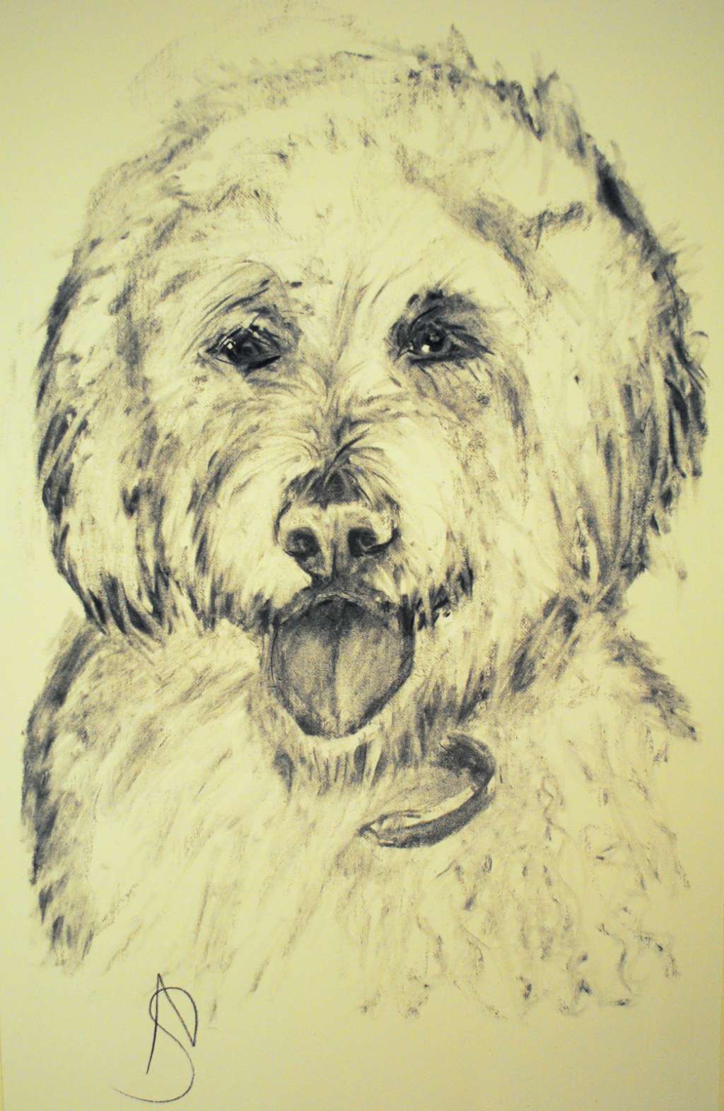 1024x1572 Anvil Gallery - Labradoodle Sketch