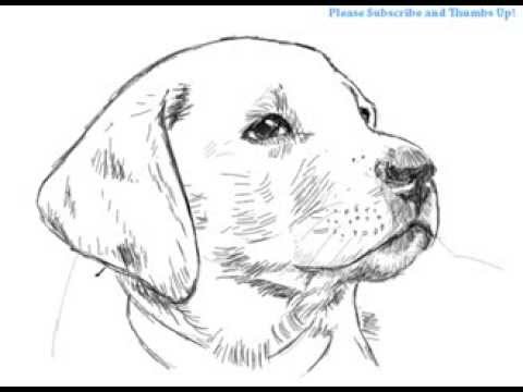 480x360 How To Draw A Handsome Labrador Dog Yzarts - Labrador Dog Sketch
