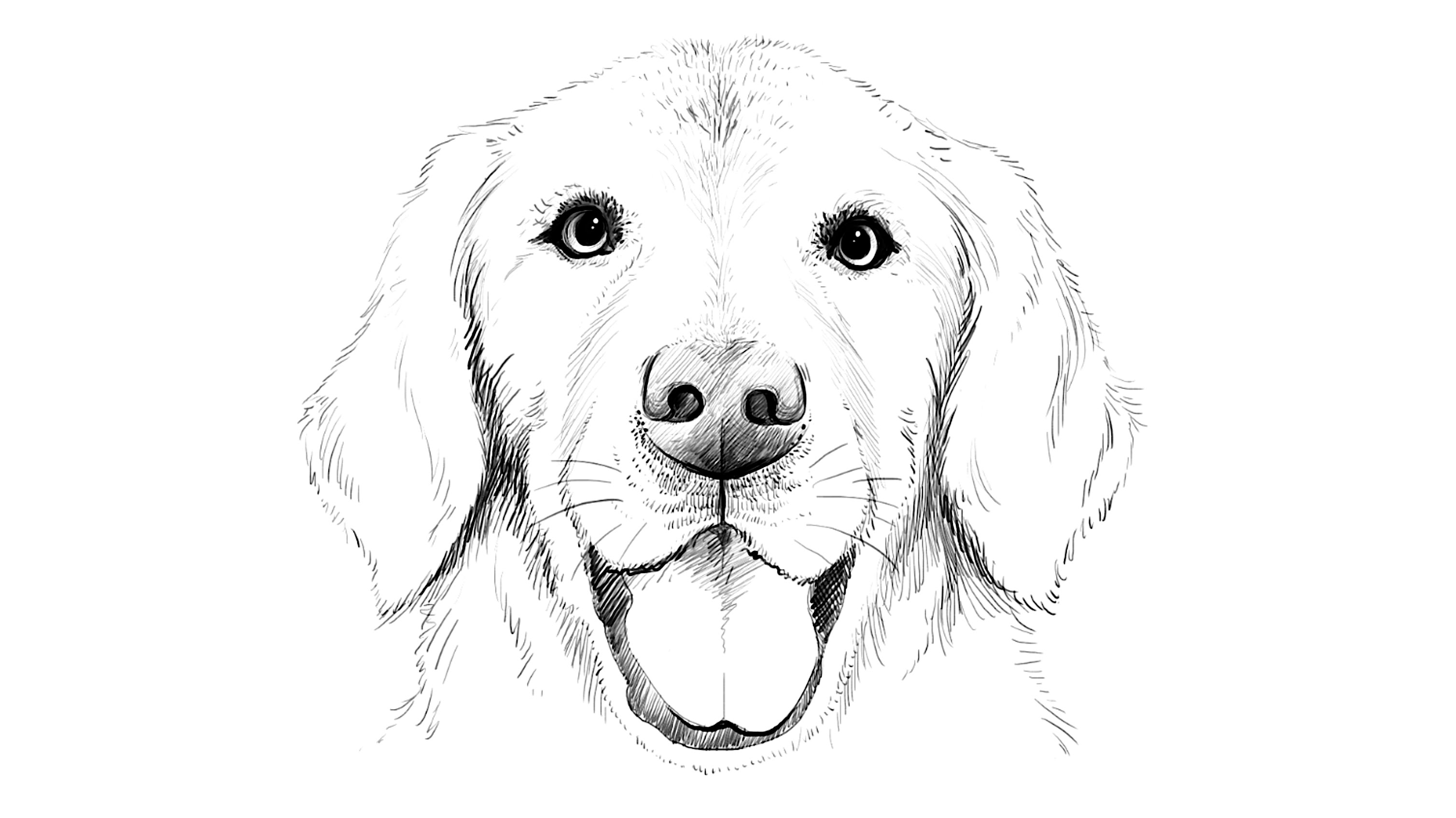 3016x1694 How To Draw Labrador Dog - Labrador Dog Sketch