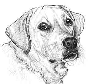 300x273 Image Result For Labrador Sketched Retriever Drawings Etching - Labrador Dog Sketch