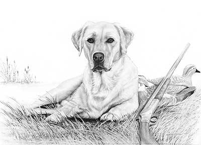 400x290 A632061680 Anticipation Yellow Lab Dog Drawing By Karen Olsen - Labrador Dog Sketch
