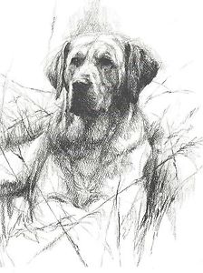 224x300 Labrador Retriever Sketch - Labrador Dog Sketch