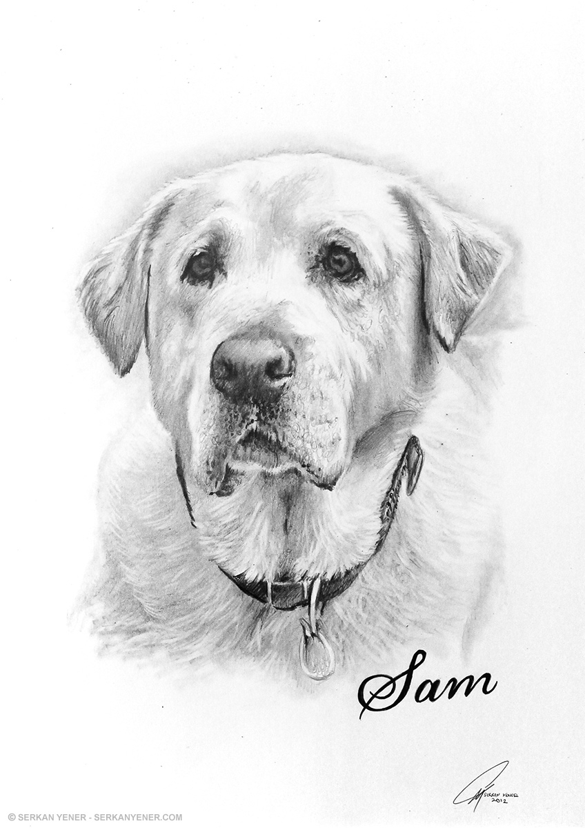 848x1200 Pencil Sketch Of A Dog Pencil Sketch Of A Dog Pencil Drawing Of A - Labrador Dog Sketch