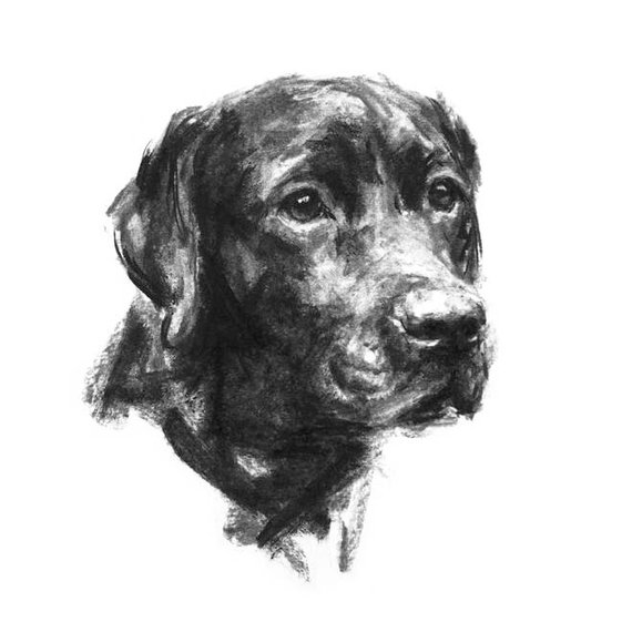 570x570 Black Labrador Dog Portrait Drawing Fine Art Dog Print Etsy - Labrador Dog Sketch