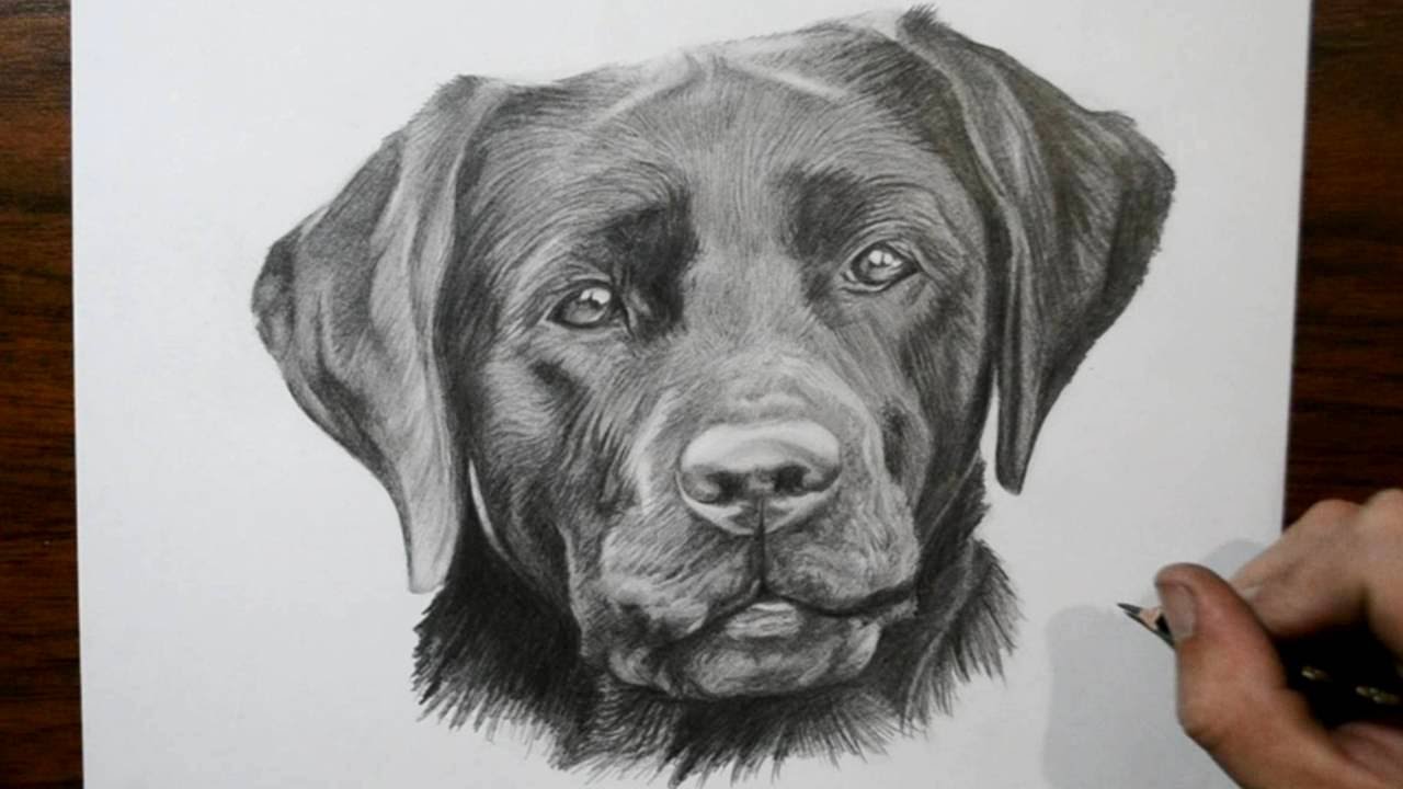 1280x720 How To Draw A Dog - Labrador Retriever Sketch