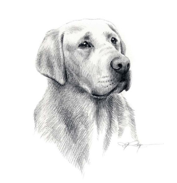 570x589 Labrador Retriever Dog Pencil Drawing Art Print By Artist Dj - Labrador Retriever Sketch