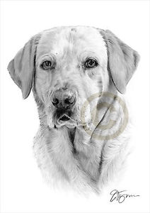 212x300 Labrador Retriever Artwork Pencil Drawing A3 A4 Sizes Pet - Labrador Retriever Sketch