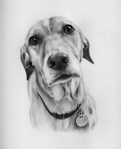 Labrador Retriever Sketch at PaintingValley.com | Explore collection of ...