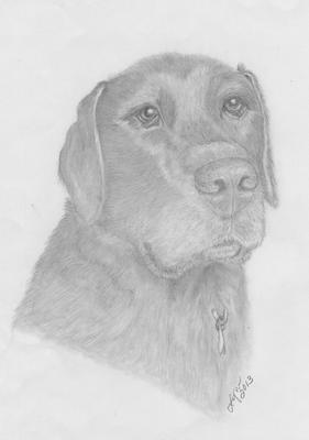 281x400 Shadow - Labrador Retriever Sketch