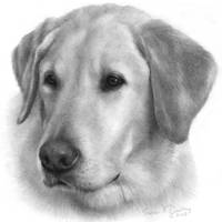 200x200 Stunning Labrador Pencil Drawings And Illustrations For Sale On - Labrador Retriever Sketch