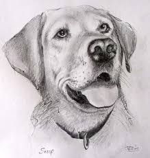 219x230 Image Result For Labrador Sketch Sketches Sketches - Labrador Sketch