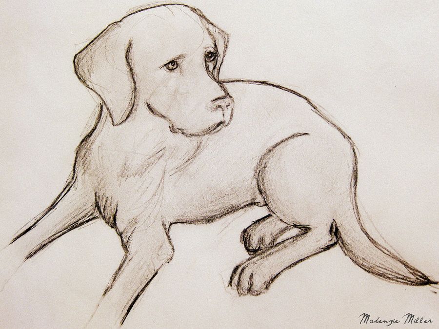 900x675 Labrador Drawing By Sweetsurrender13 Pet Stuffs - Labrador Sketch