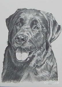 215x300 Labrador Retriever Drawings Fine Art America - Labrador Sketch