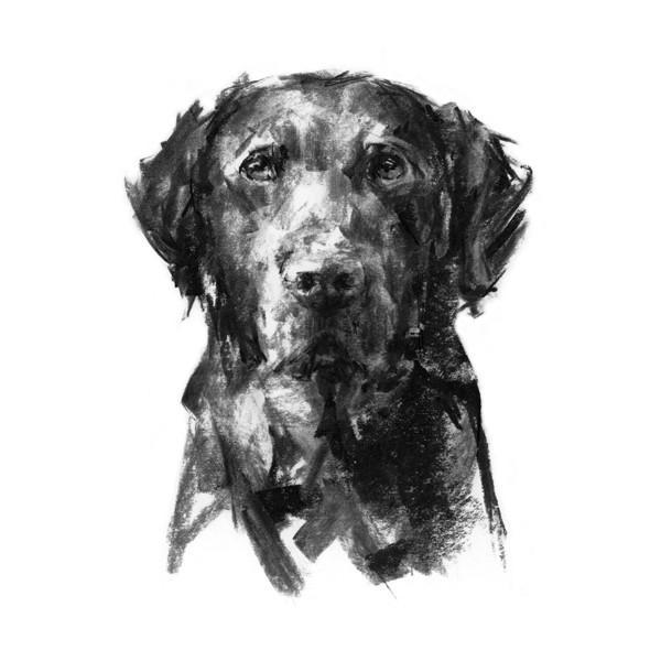 600x600 Labrador Sketch Print - Labrador Sketch