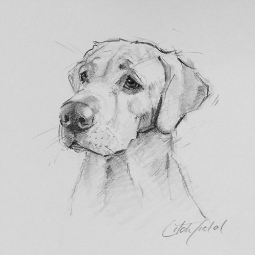 498x498 Labrador Sketch - Labrador Sketch
