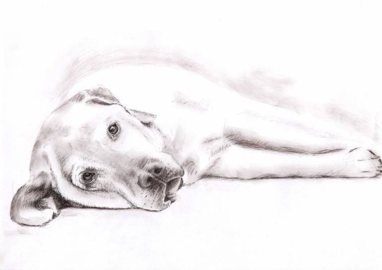 770x545 Tired Labrador Drawing By Nicole Zeug Saatchi Art - Labrador Sketch