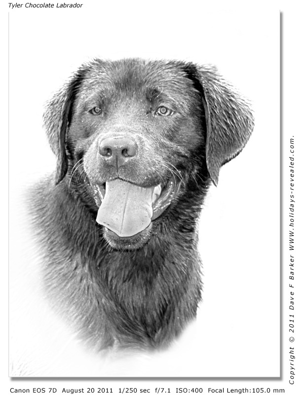 604x800 Tyler Our Chocolate Labrador Sketch Dave F Barker - Labrador Sketch
