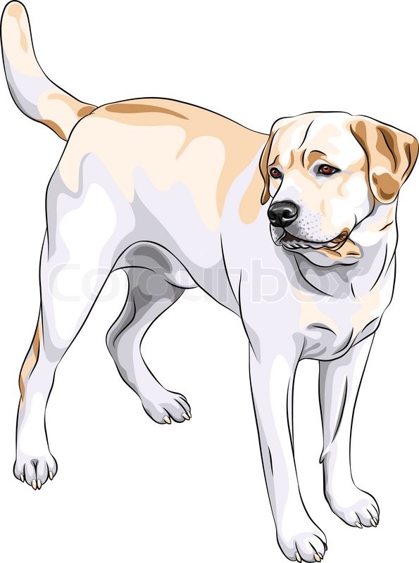 595x800 Vector Sketch Yellow Gun Dog Breed Labrador Retriever Stock - Labrador Sketch