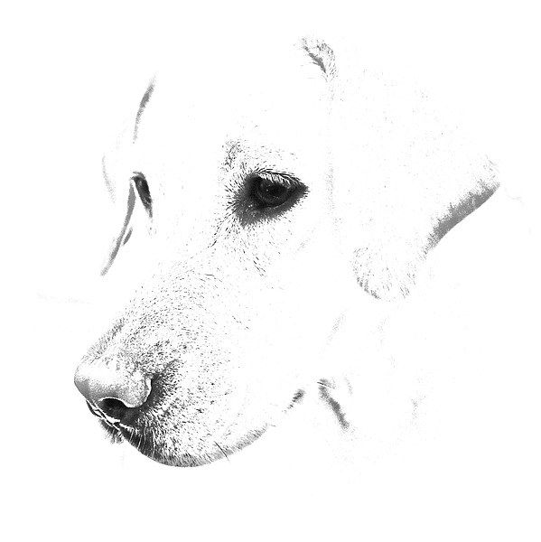 599x600 Labrador Sketches - Labrador Sketch