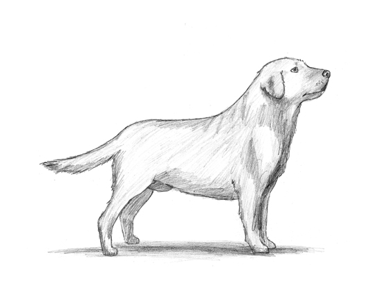 550x425 How To Draw A Labrador Retriever Head Video Amp Step By Step Pictures - Labrador Sketch