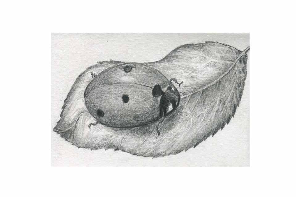 960x640 Ladybird Sketch In Derwent Watersoluble Graphite. Julierig - Ladybird Sketch