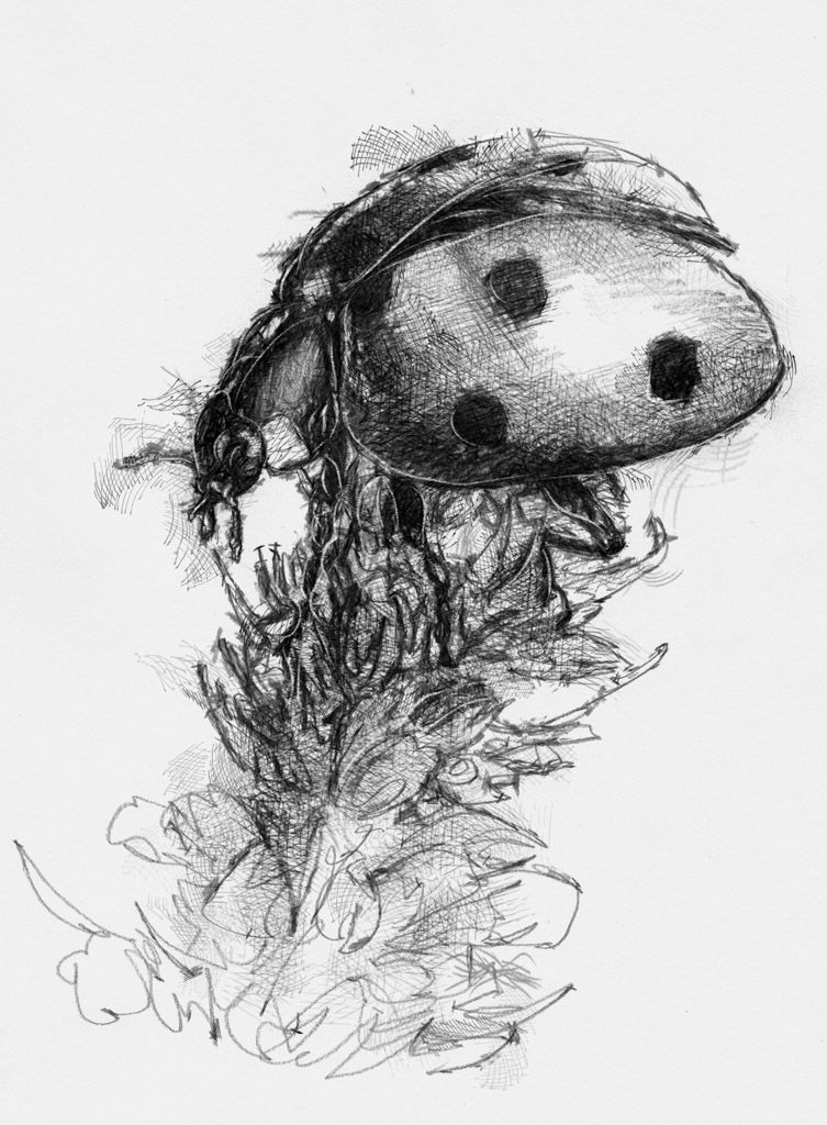 753x1024 Ladybird In 2018 Pencil, Pastel And Charcoal - Ladybird Sketch