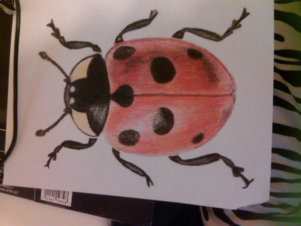 604x453 Ladybird Sketch By Oliviagraceryan - Ladybird Sketch