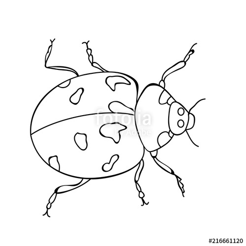500x500 Ladybird, Sketch, Coloring Book Stock Image And Royalty Free - Ladybird Sketch
