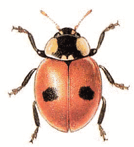 275x300 Realistic Lady Bug Drawing - Ladybird Sketch