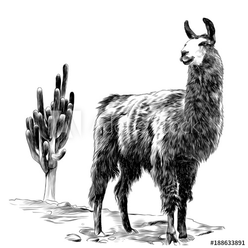 500x500 Lama Stands In The Desert On The Sand Near The Cactus Sketch - Lama Sketch