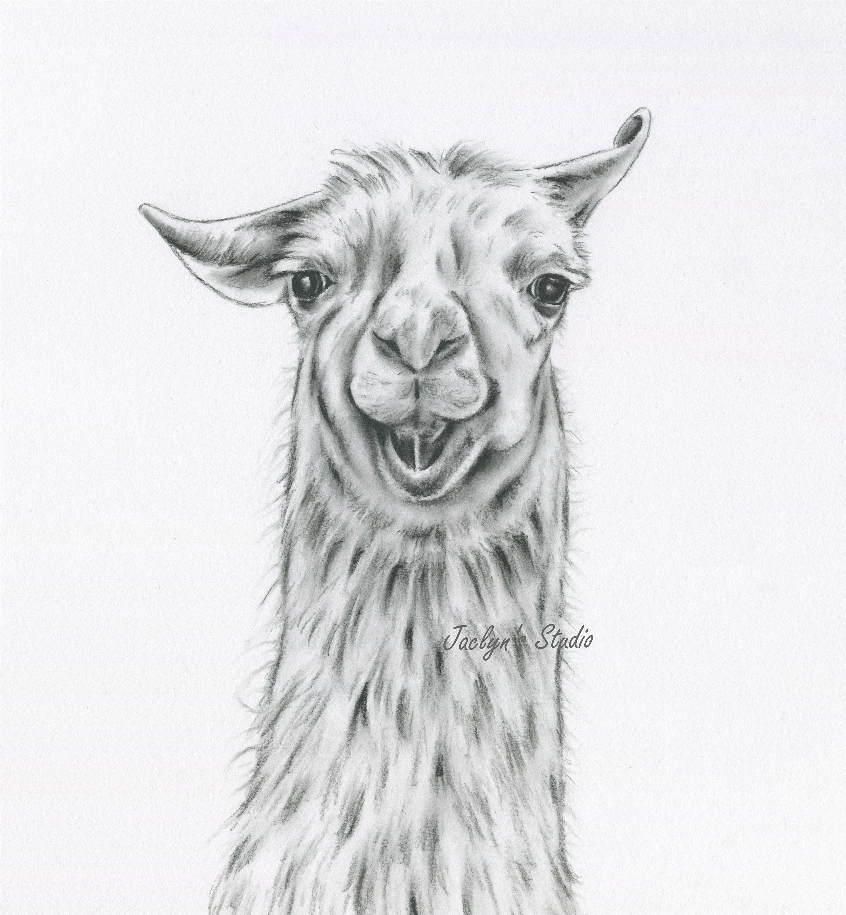 2774x3000 Lama Tekening Houtskool Tekening Afdrukt Llama Art 8 Etsy - Lama Sketch